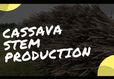 Tapping into Cassava Stem Production Opportunity in Nigeria